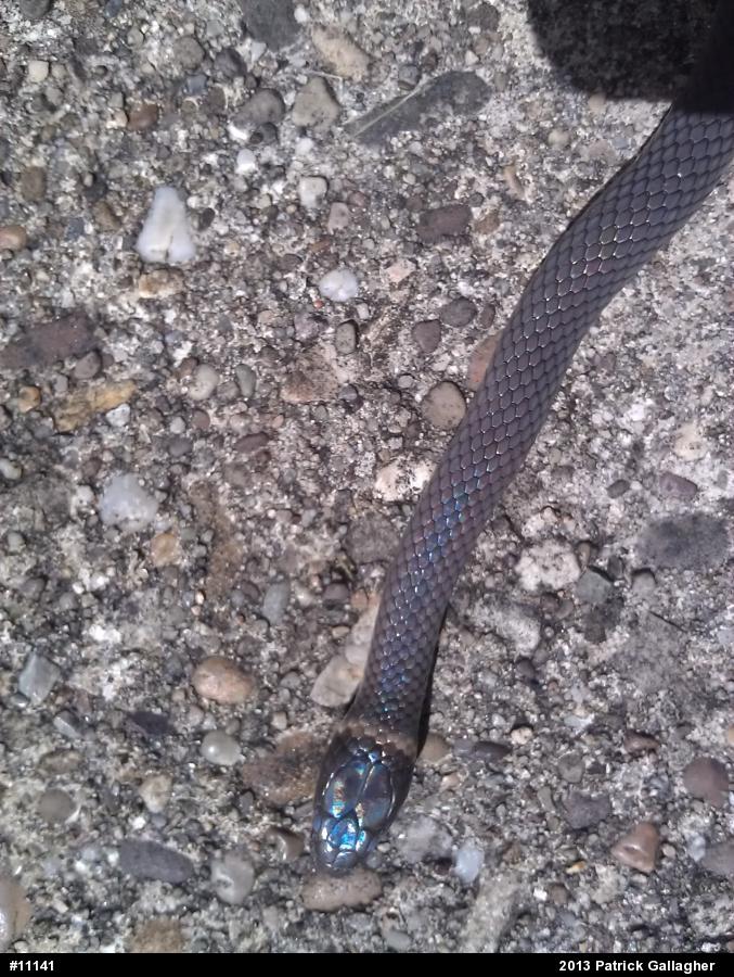 Northern Ring-necked Snake