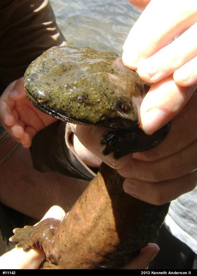 Eastern Hellbender