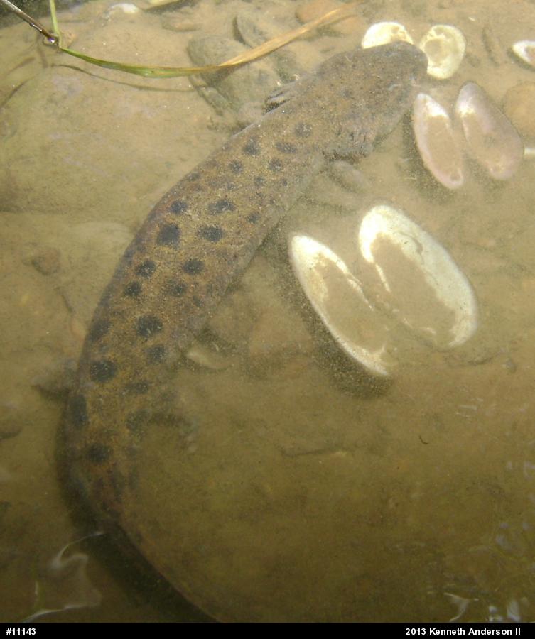 Common Mudpuppy