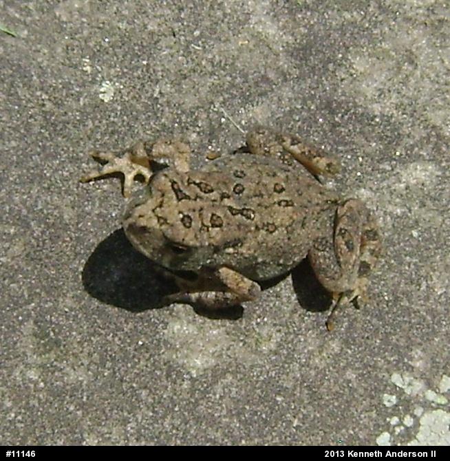 True Toads