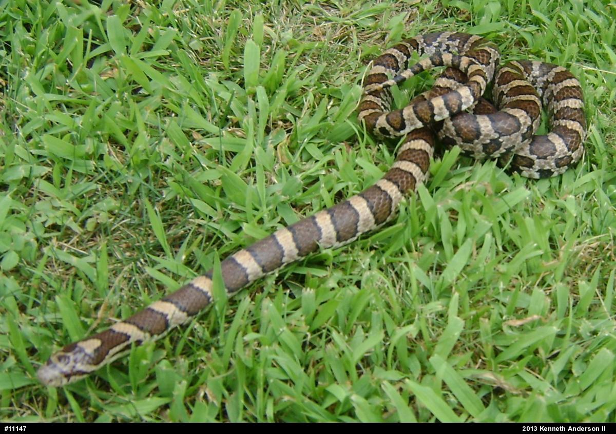 Eastern Milksnake