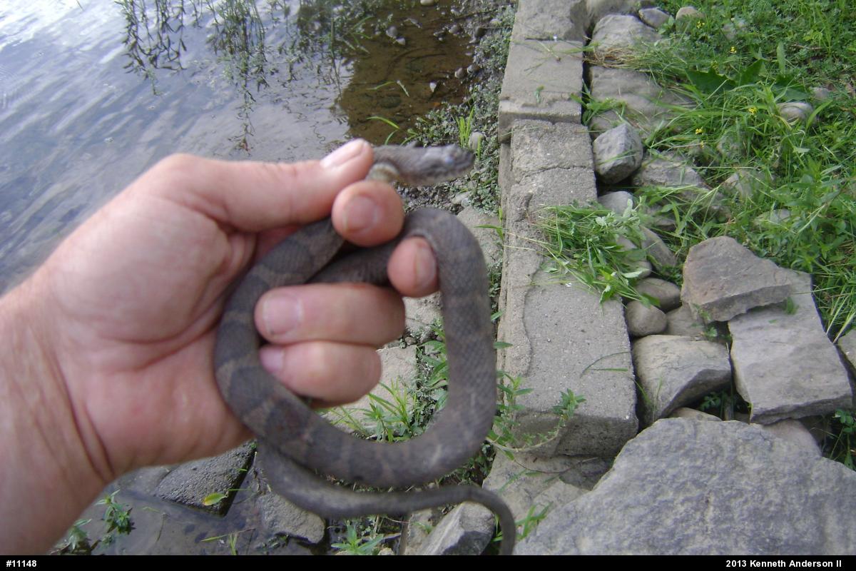 Northern Watersnake