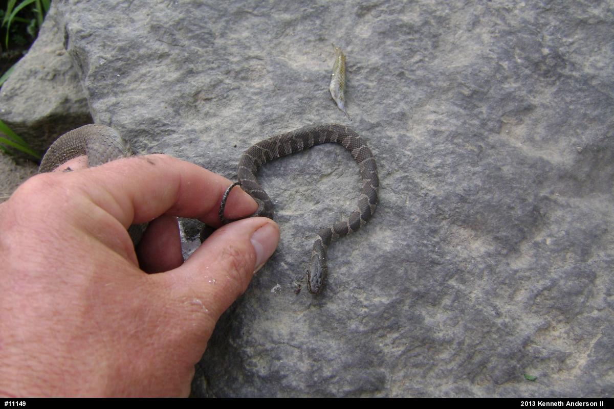 Northern Watersnake
