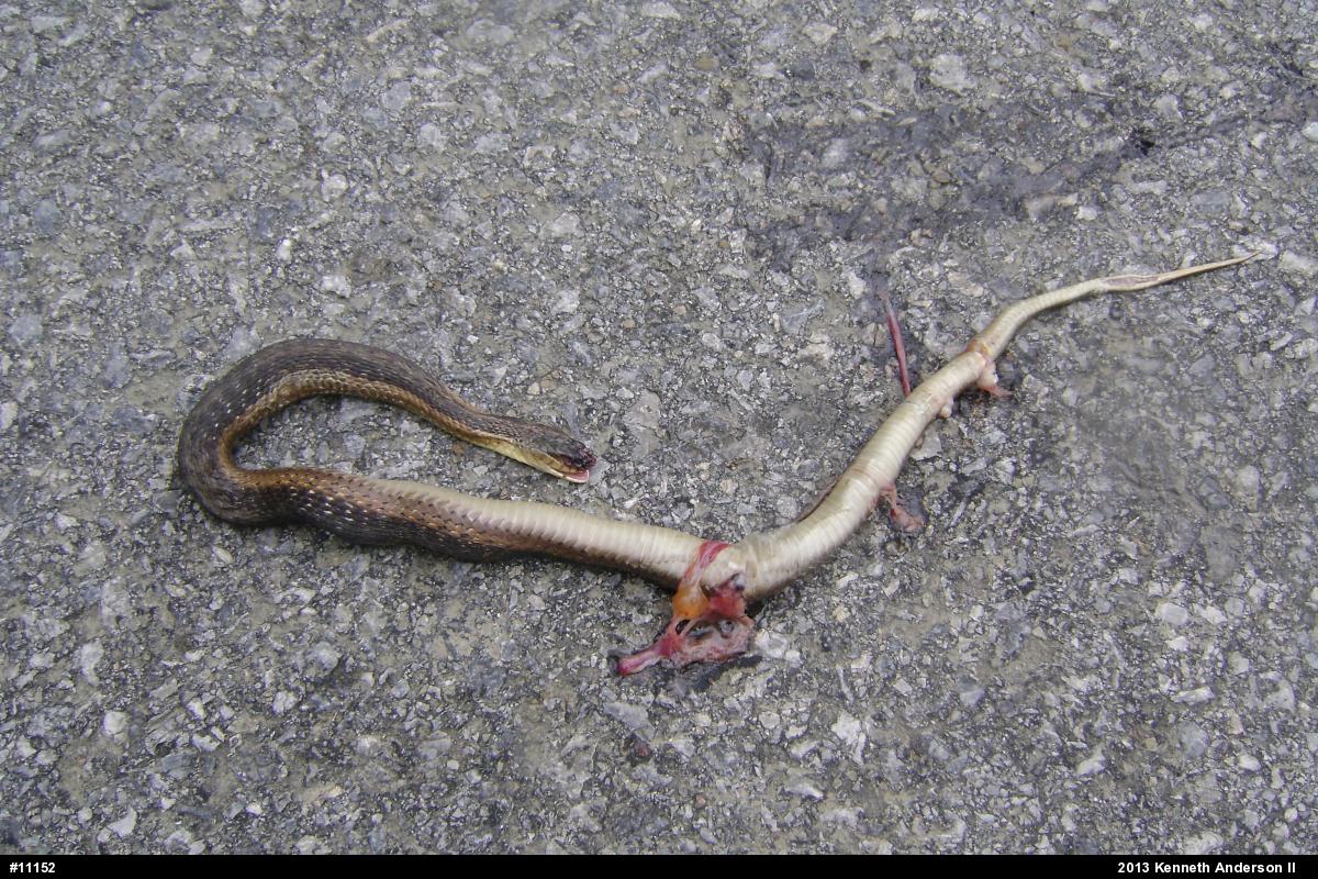 Eastern Gartersnake