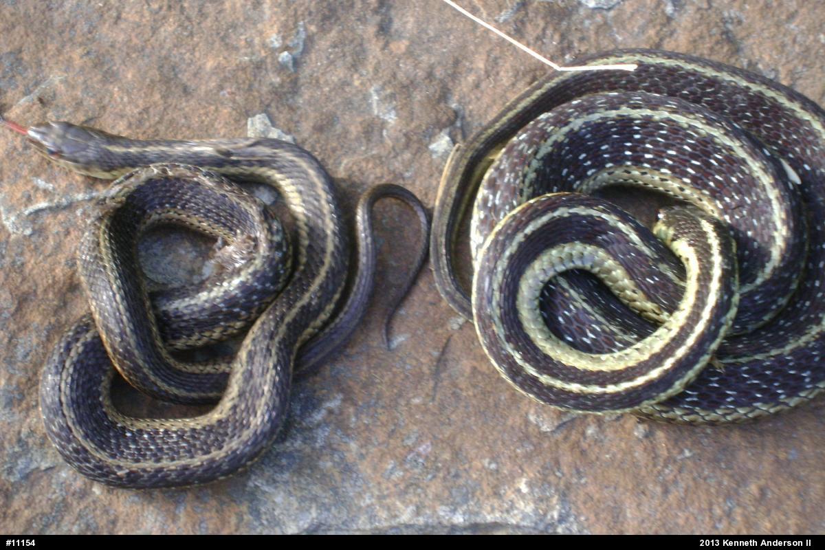 Eastern Gartersnake