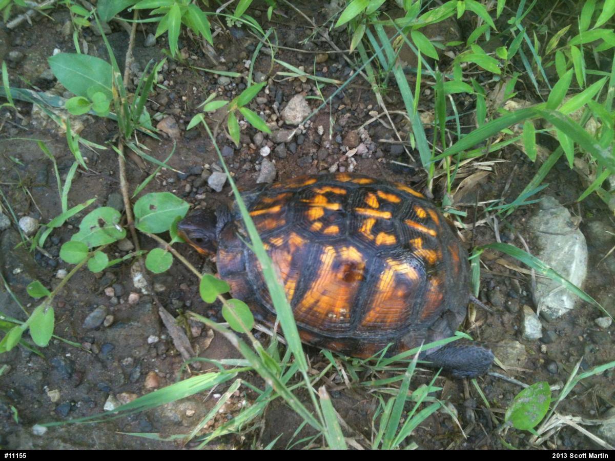 Eastern Box Turtle
