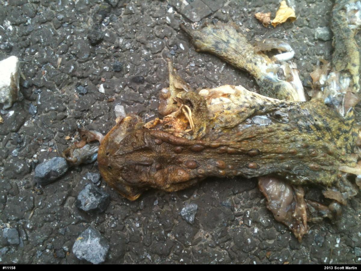 Eastern American Toad