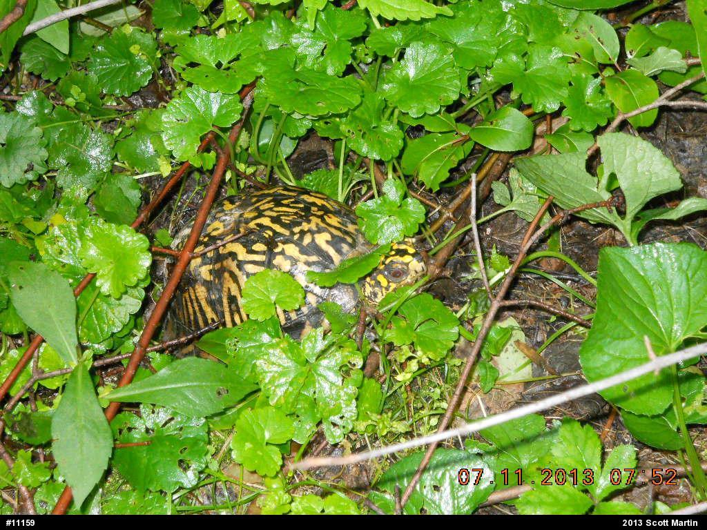Eastern Box Turtle