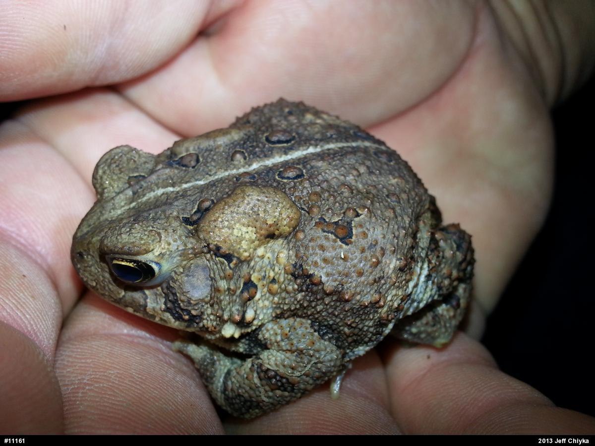Eastern American Toad