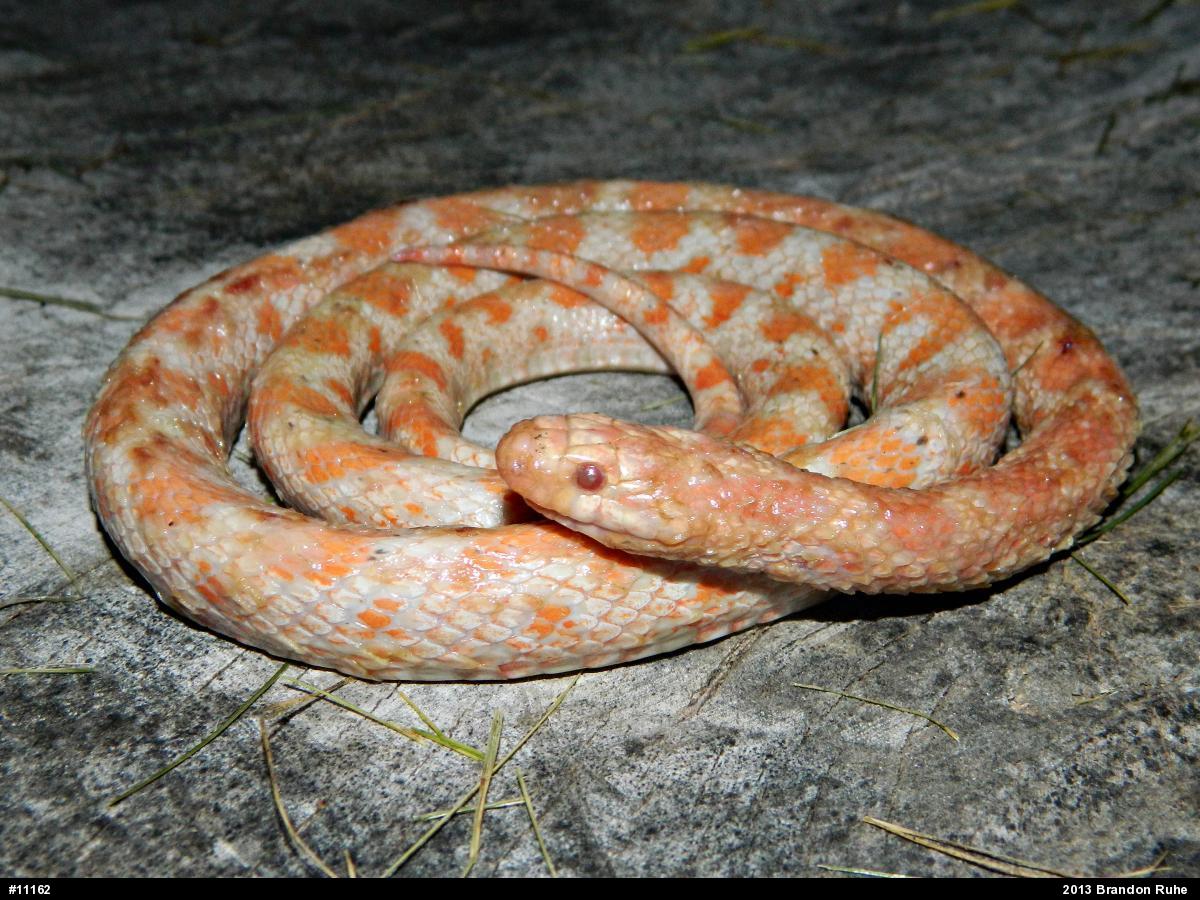 Eastern Milksnake