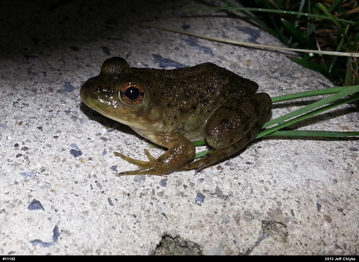 American Bullfrog