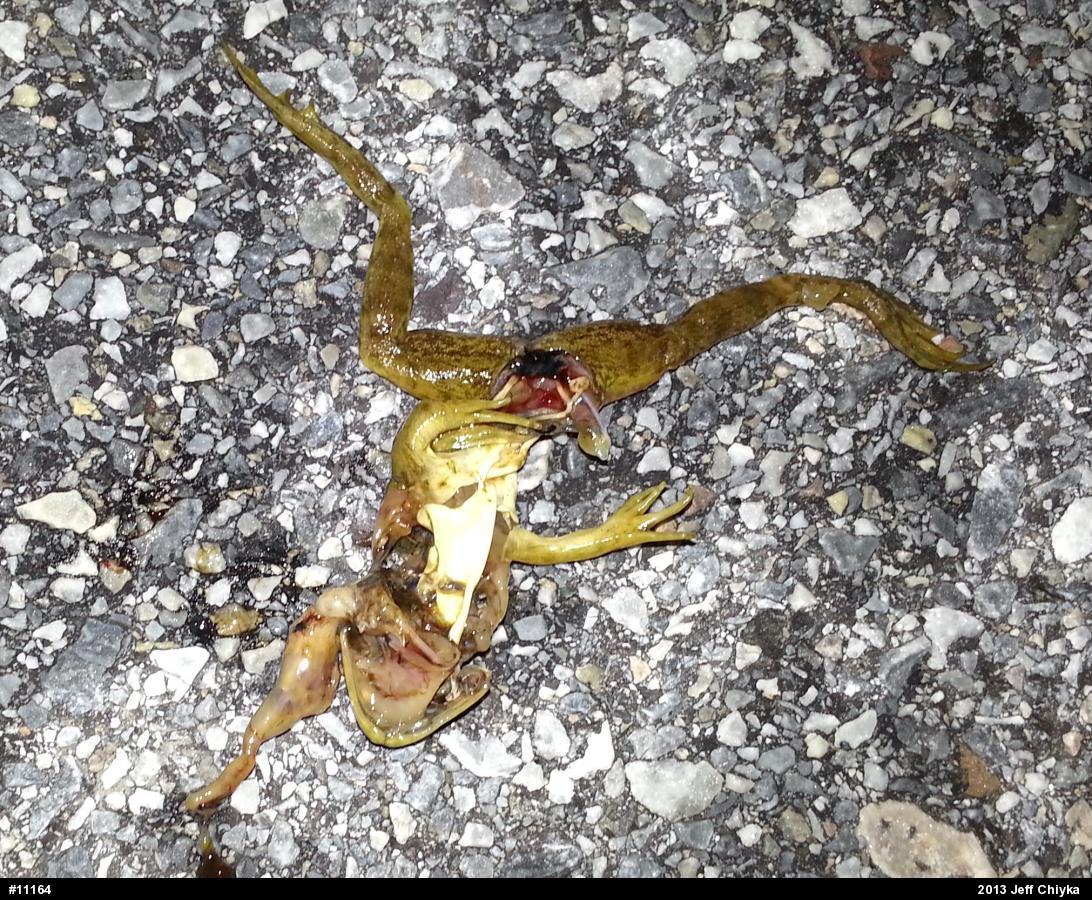 True Frogs