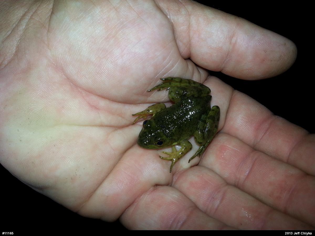American Bullfrog