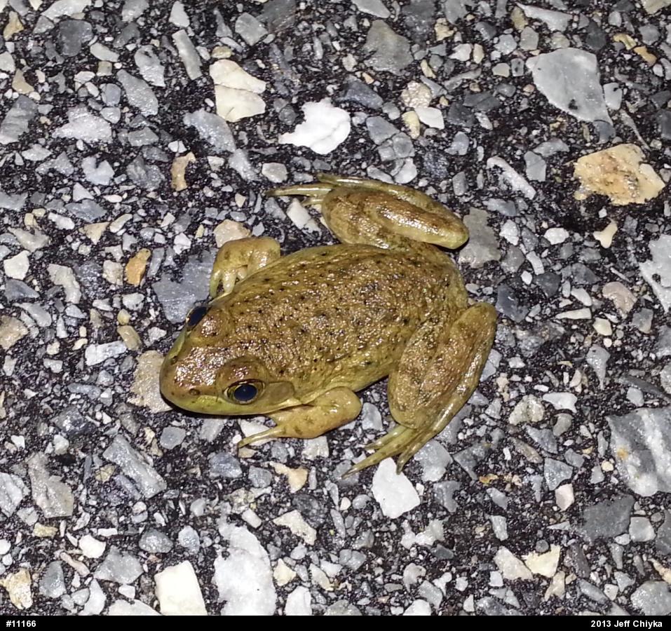 American Bullfrog