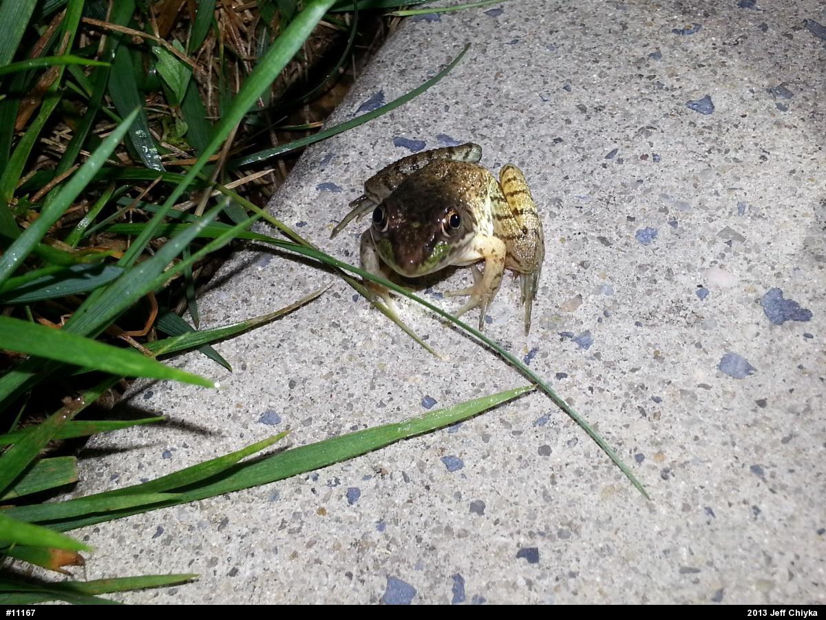 Green Frog