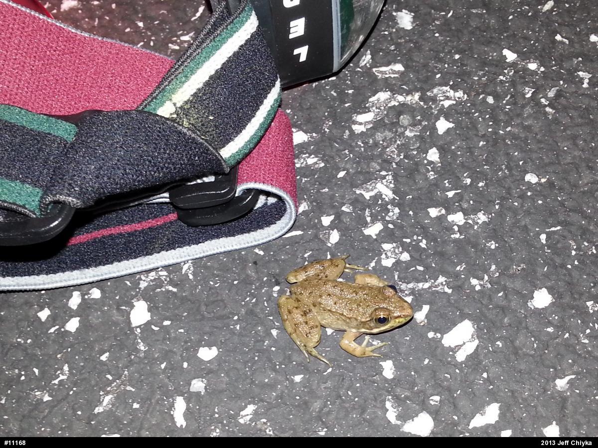 Green Frog