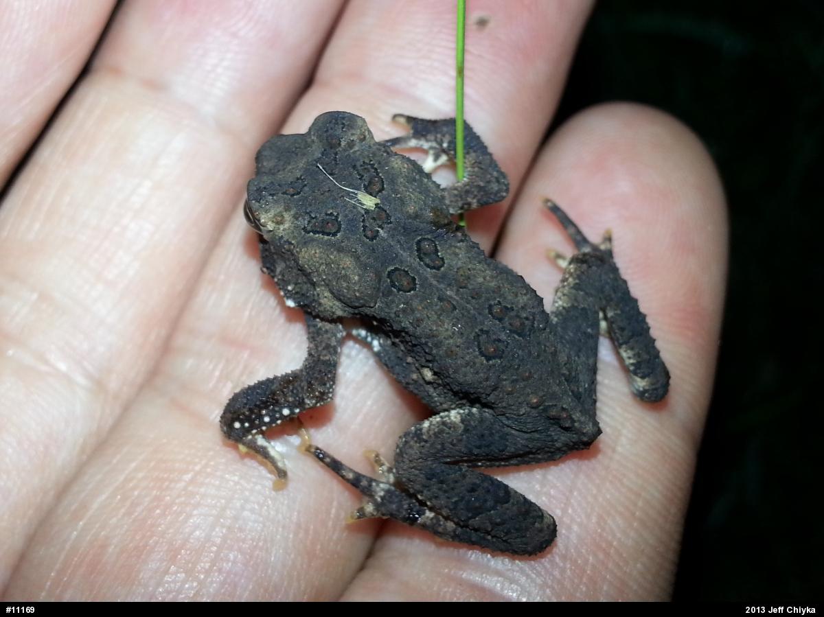 Eastern American Toad