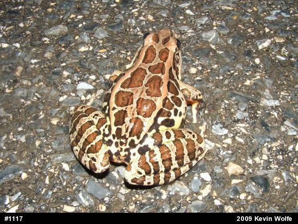 Pickerel Frog