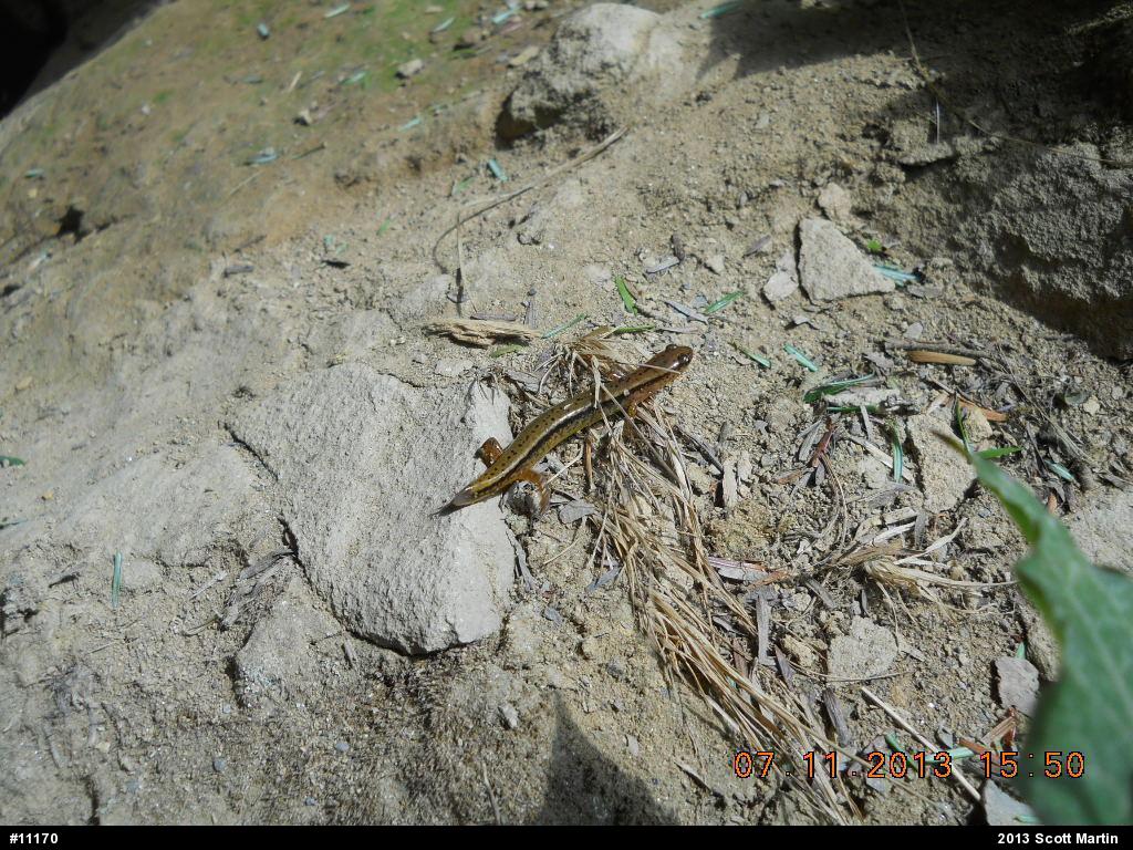 Northern Two-lined Salamander