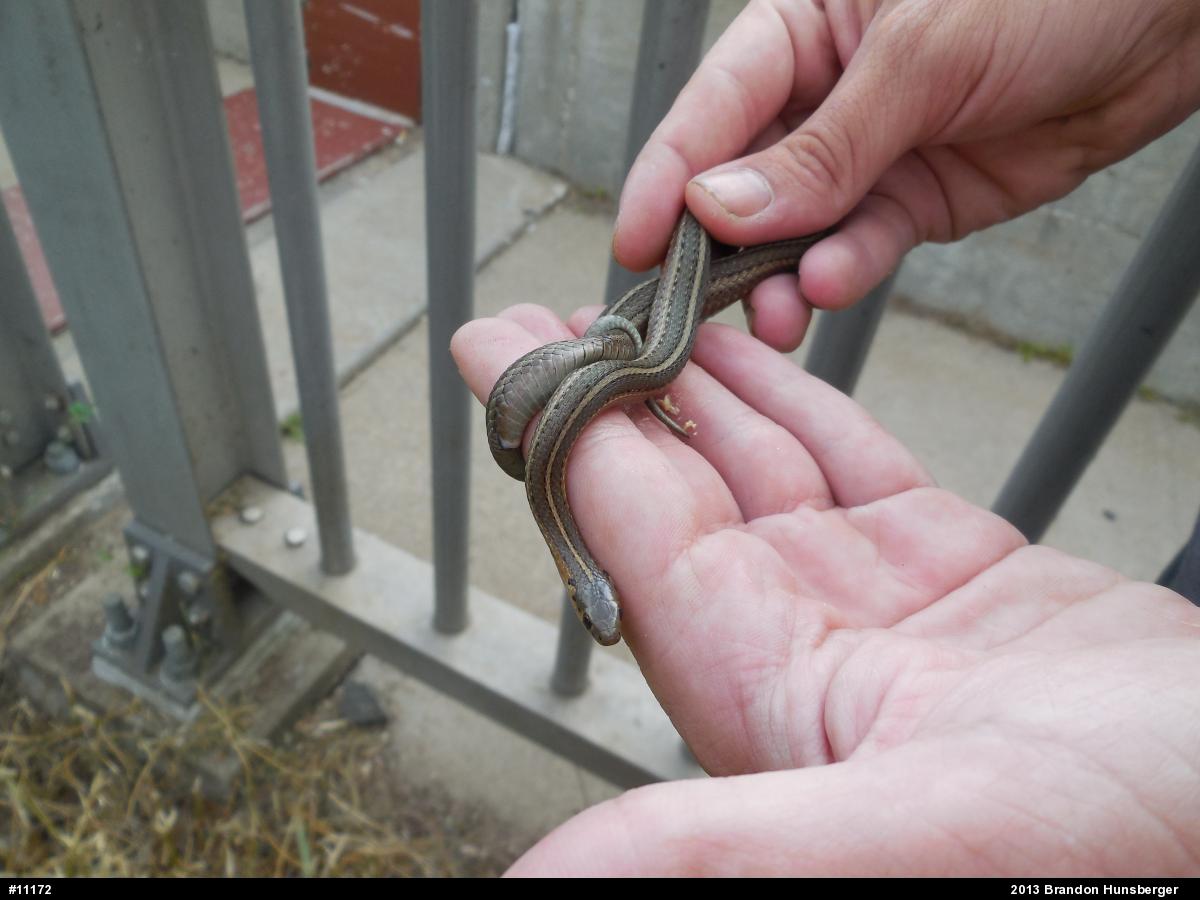 Shorthead Gartersnake