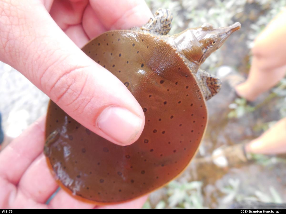 Eastern Spiny Softshell