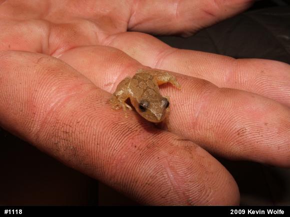 Spring Peeper