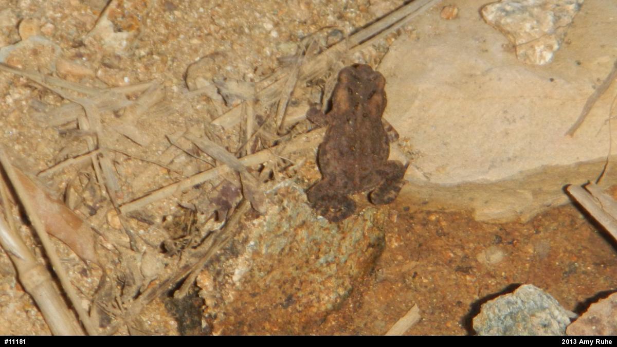 Eastern American Toad
