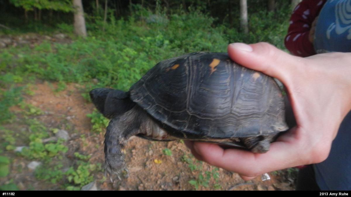 Eastern Box Turtle