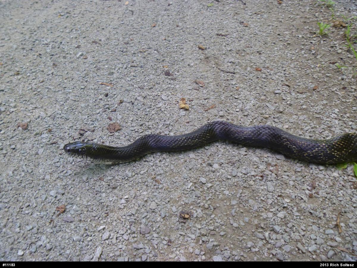 Eastern Ratsnake