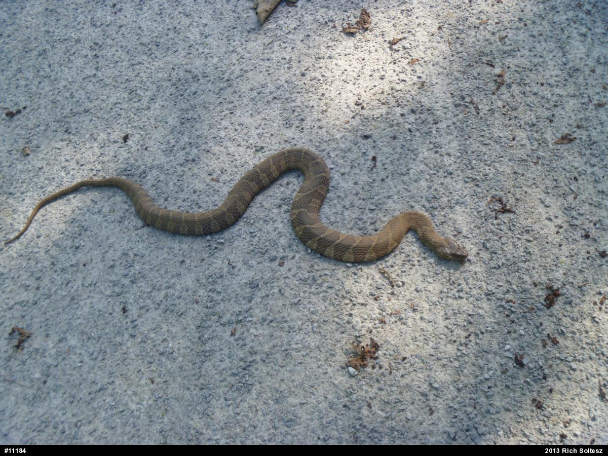 Northern Watersnake
