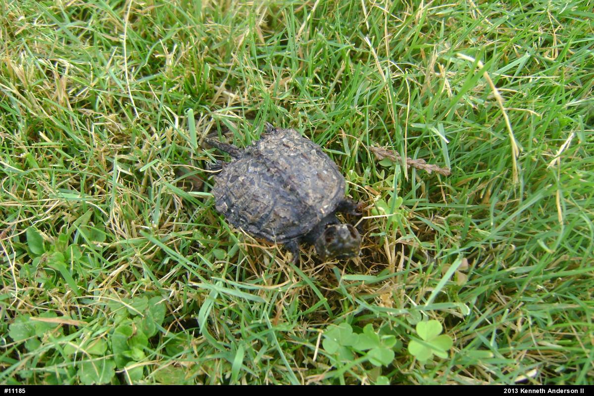 Snapping Turtle