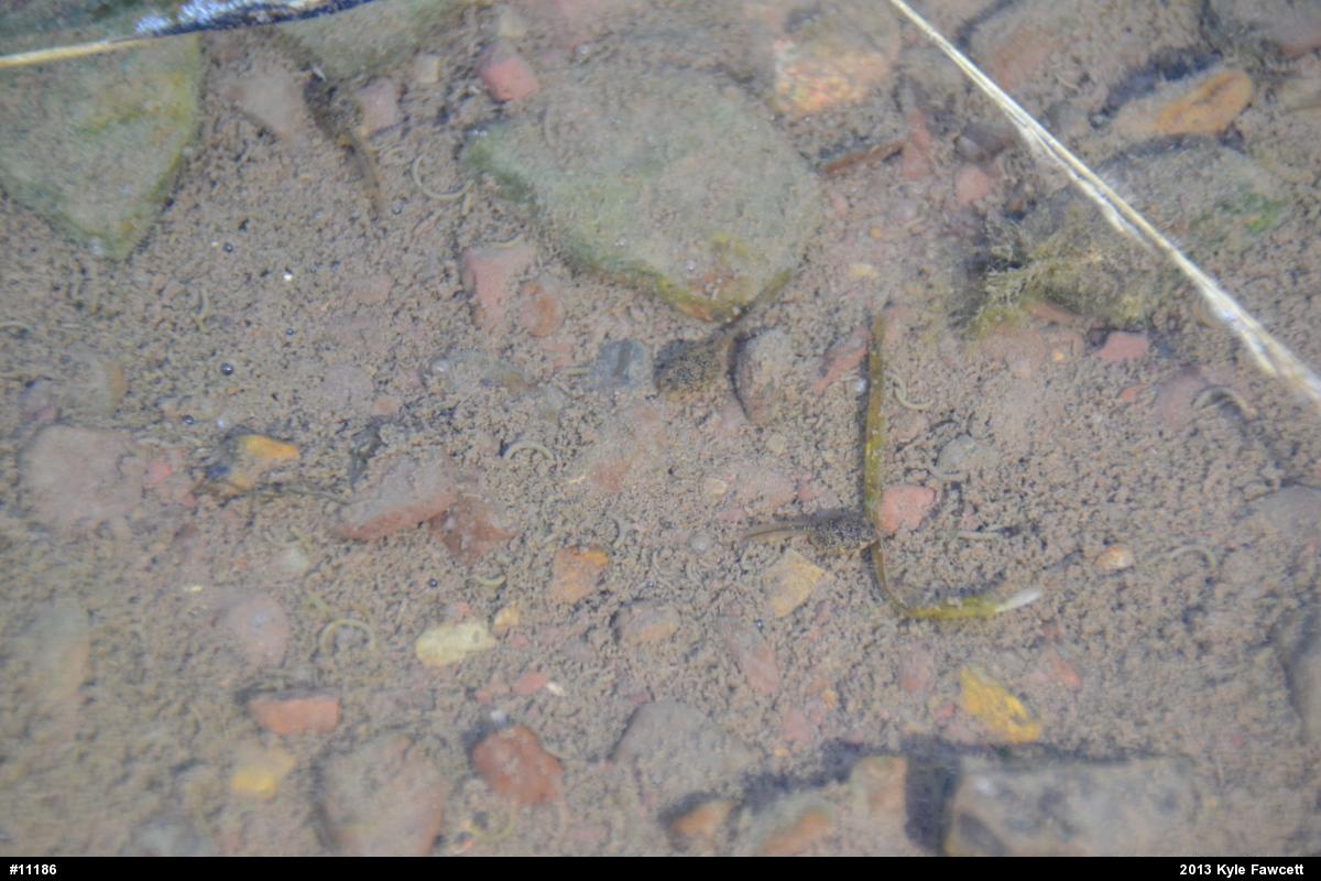 American Bullfrog