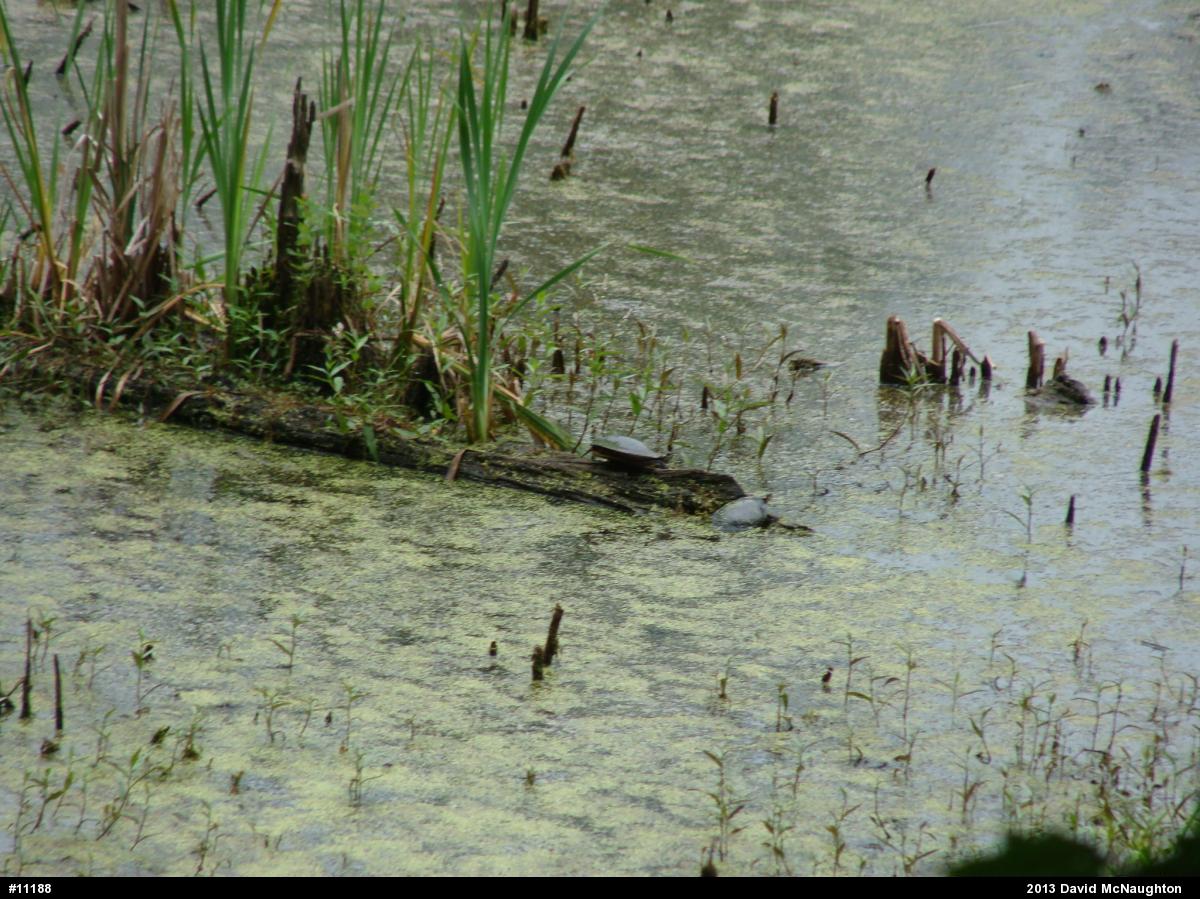 Painted Turtle