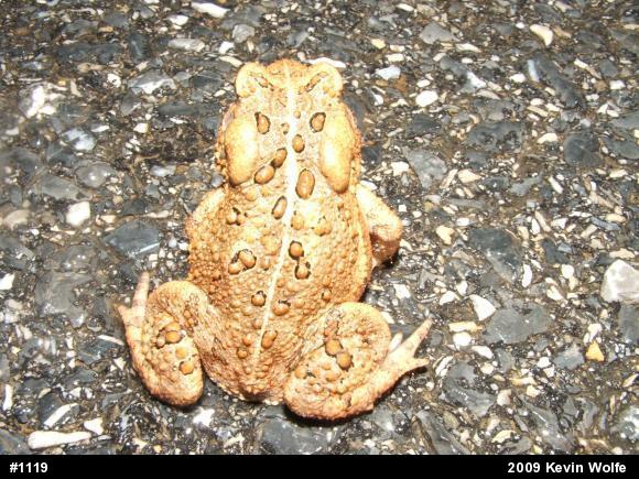 Eastern American Toad