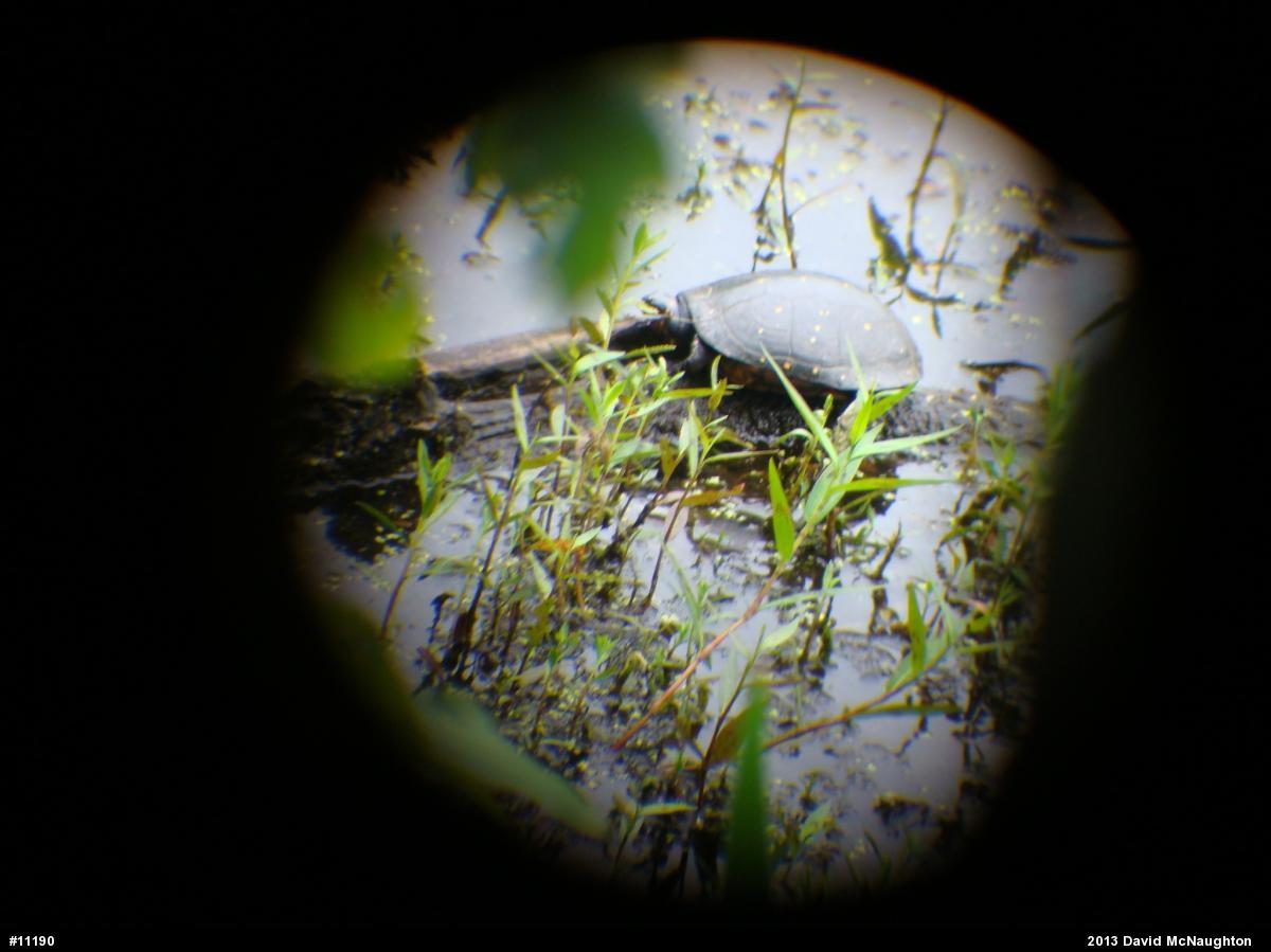 Spotted Turtle
