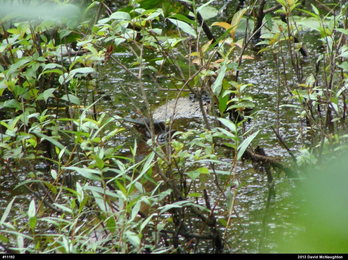 American Bullfrog