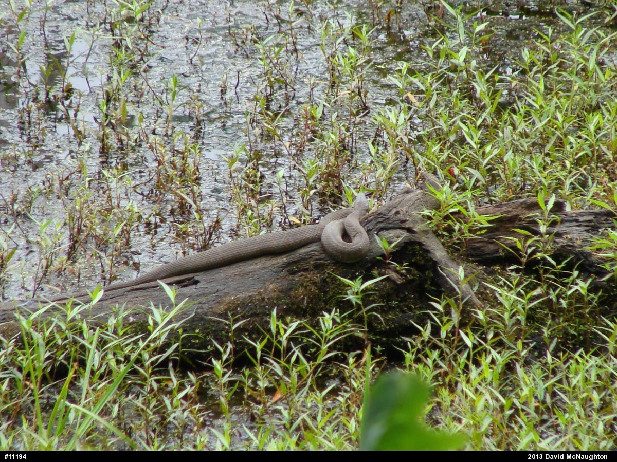 Northern Watersnake