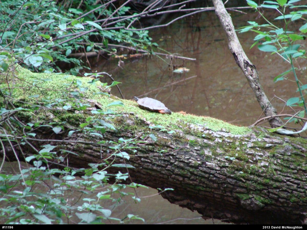 Wood Turtle