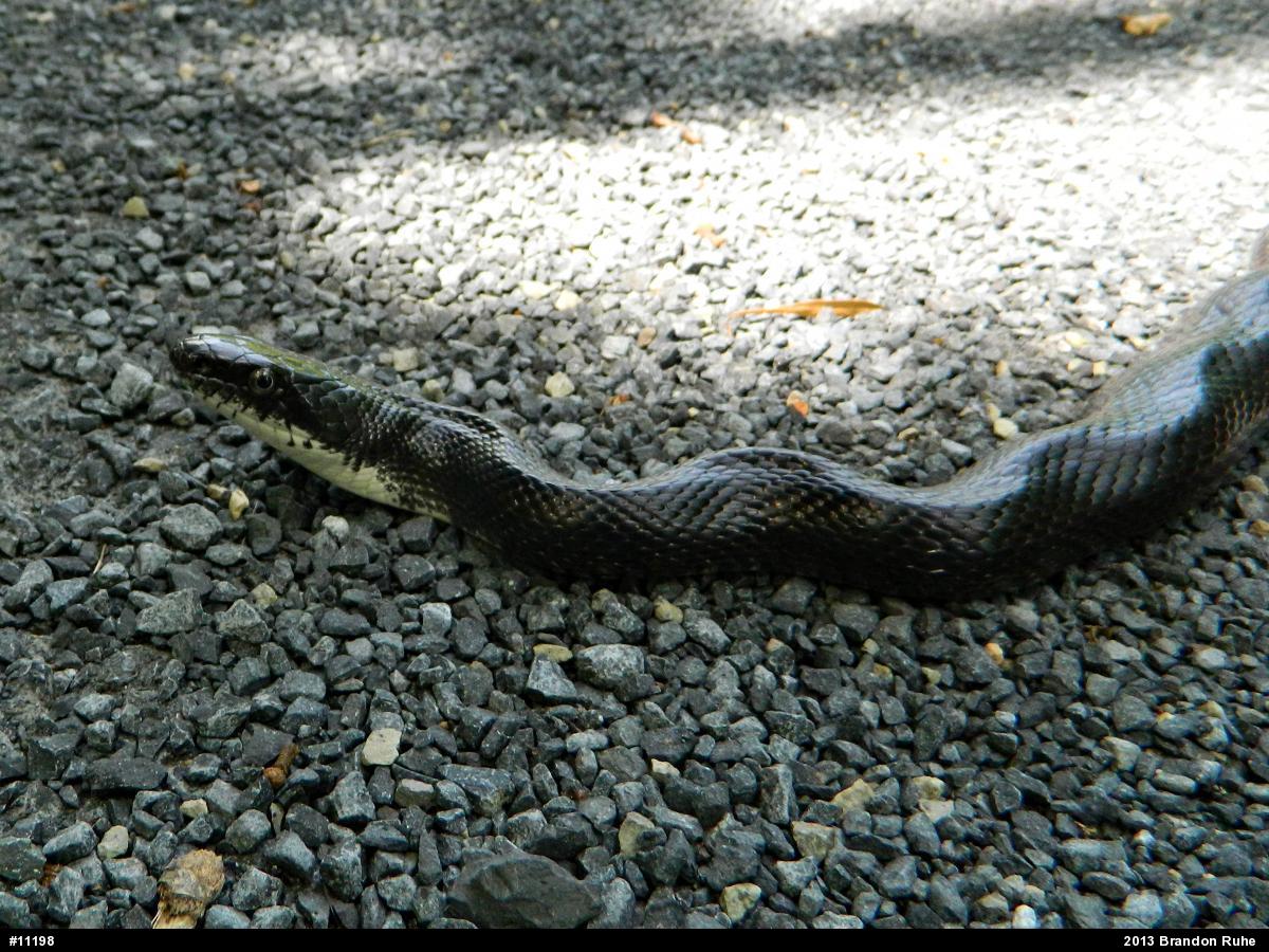 Eastern Ratsnake