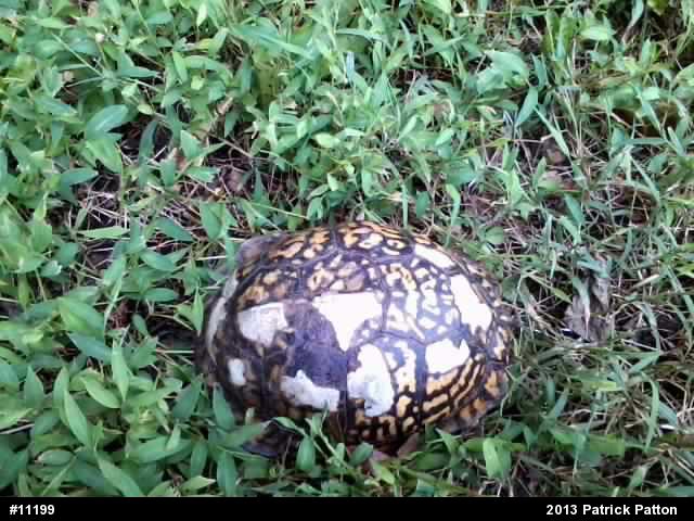 Eastern Box Turtle