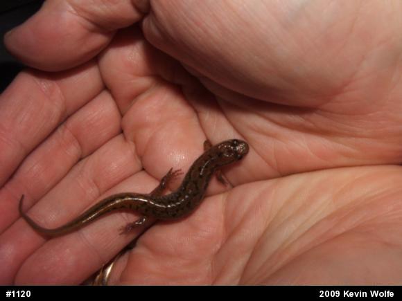 Northern Dusky Salamander