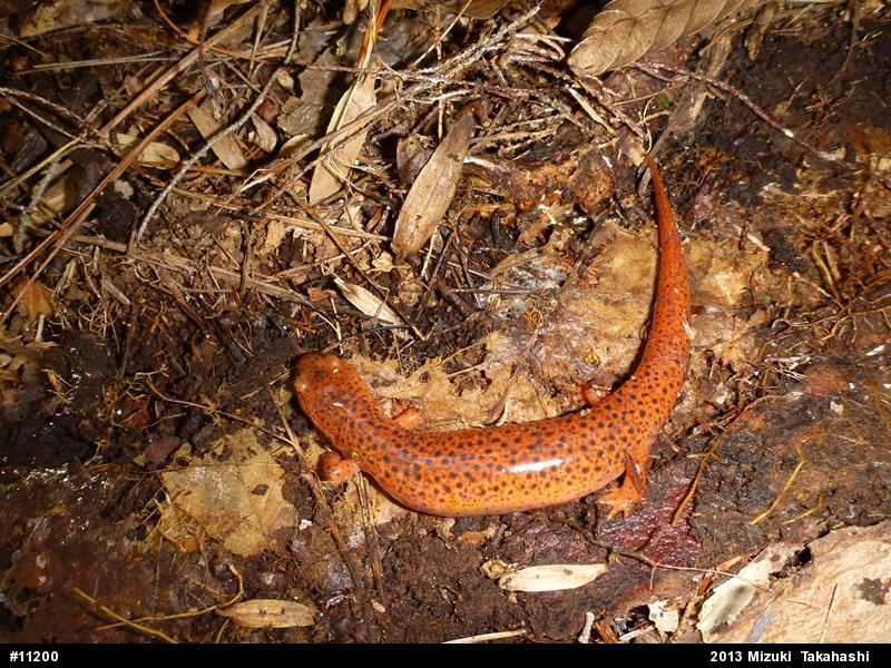 Northern Red Salamander