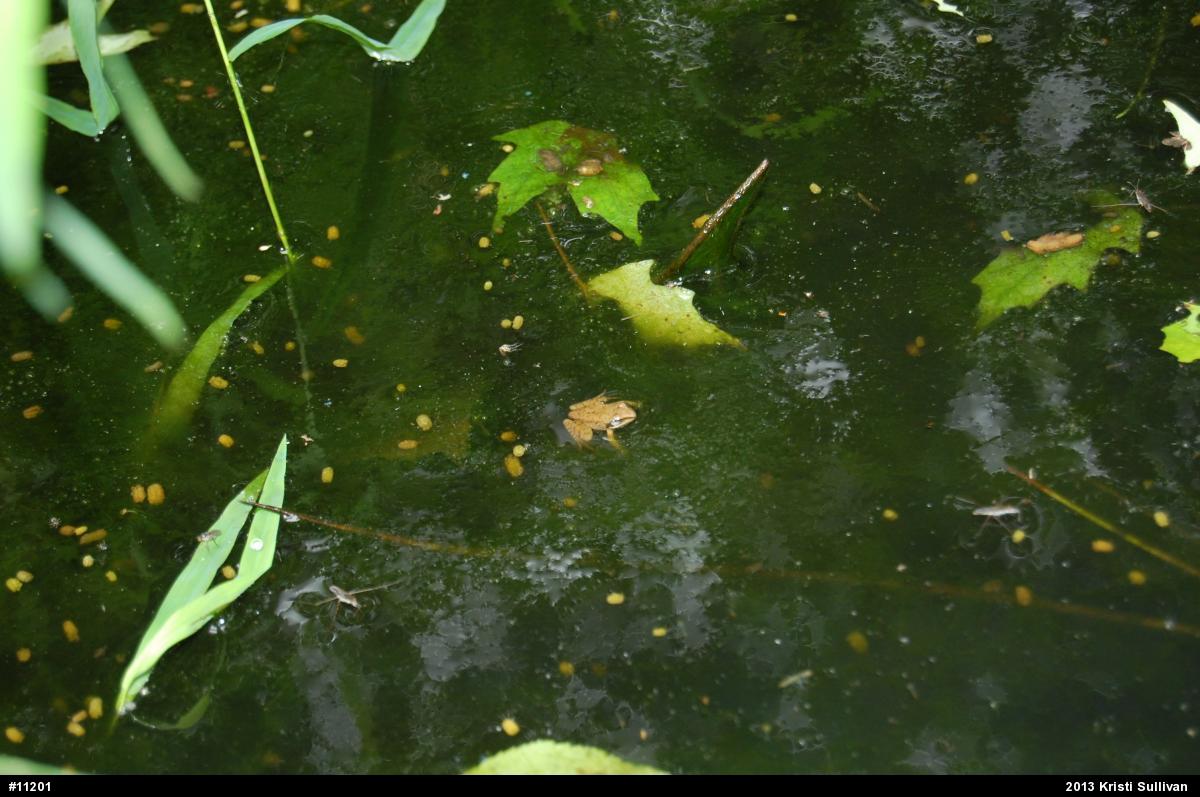 Wood Frog