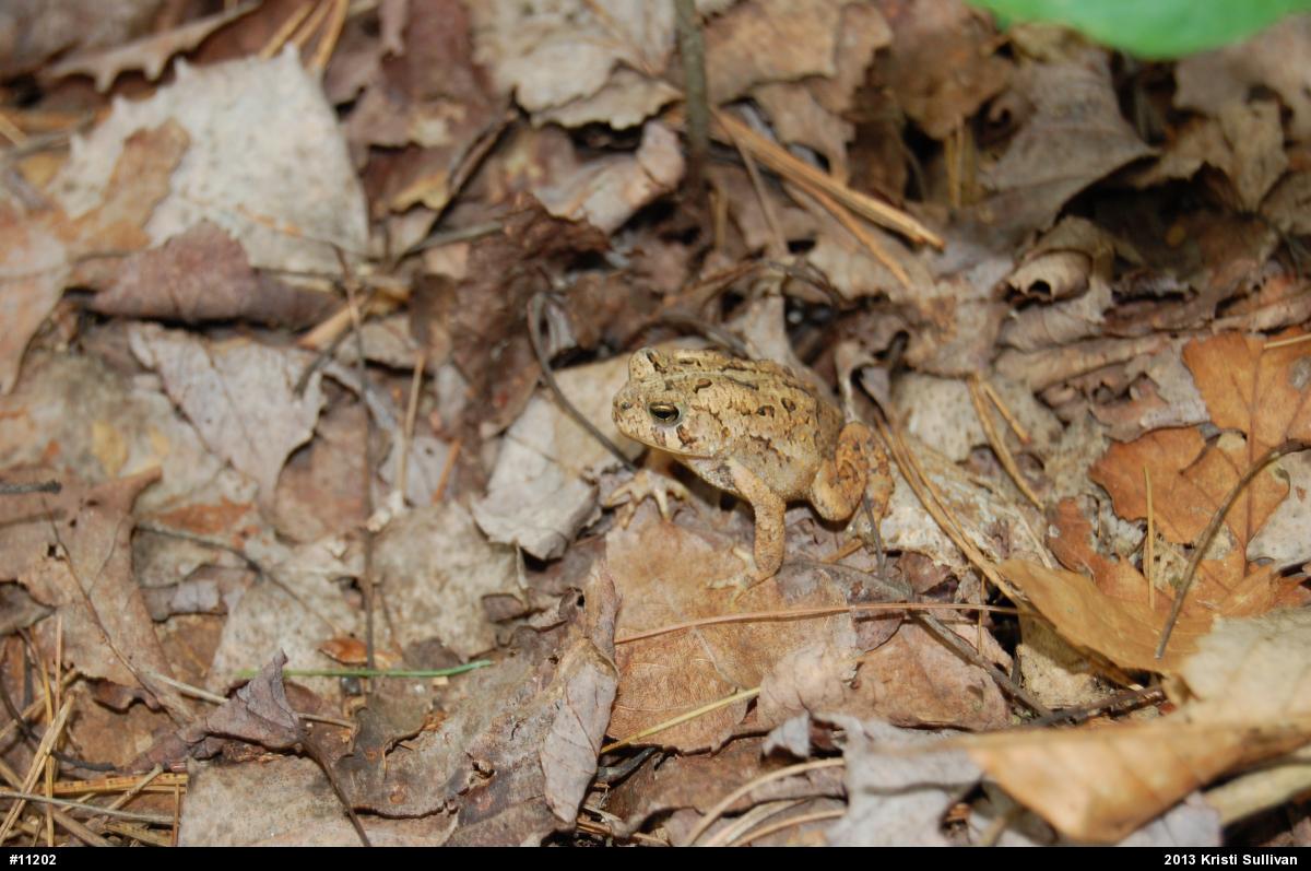 True Toads