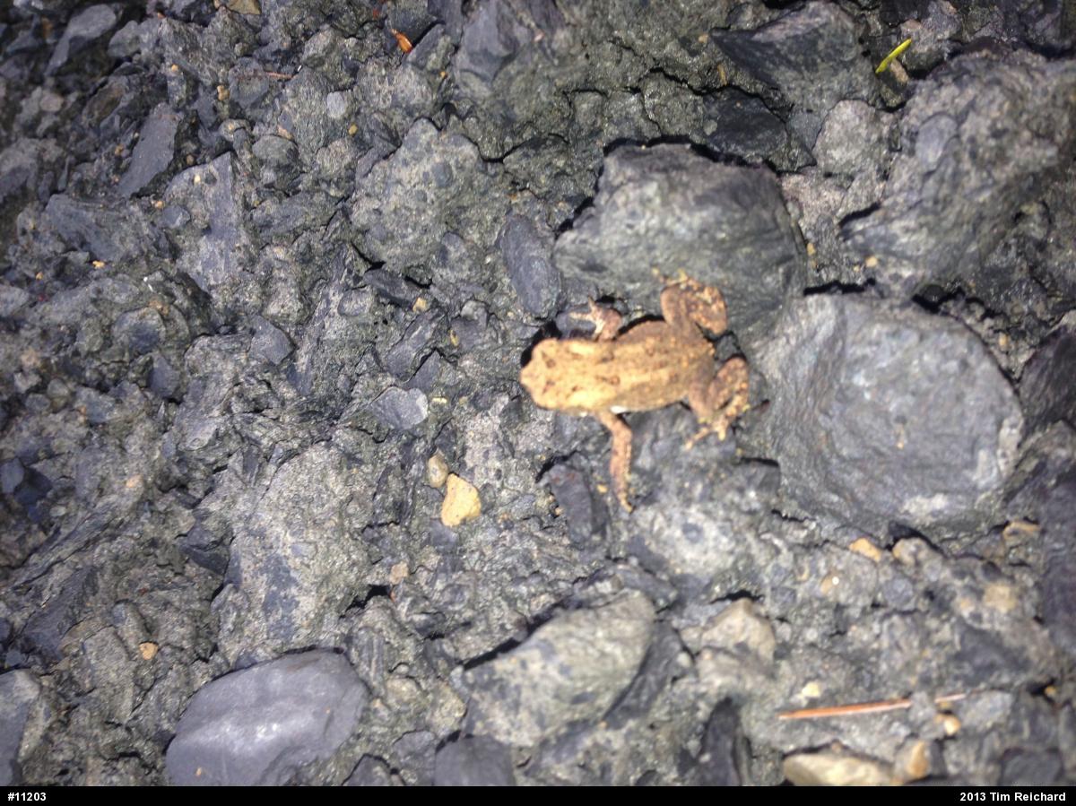 Eastern American Toad