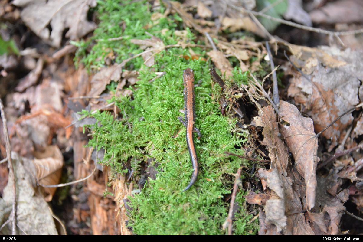 Eastern Red-backed  Salamander