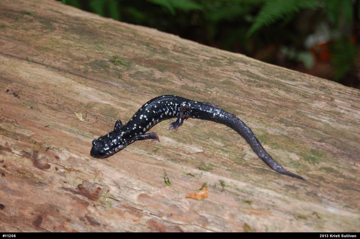 Northern Slimy Salamander