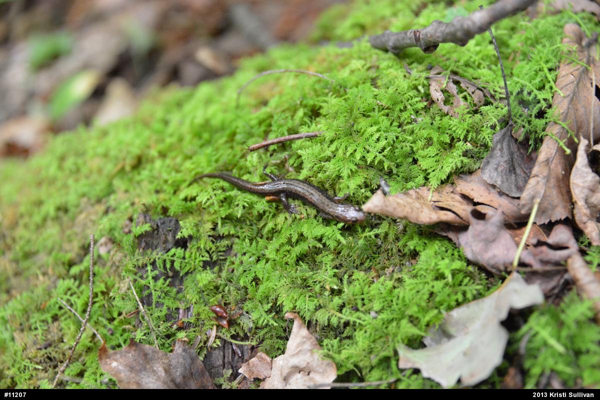 Allegheny Mountain Dusky Salamander