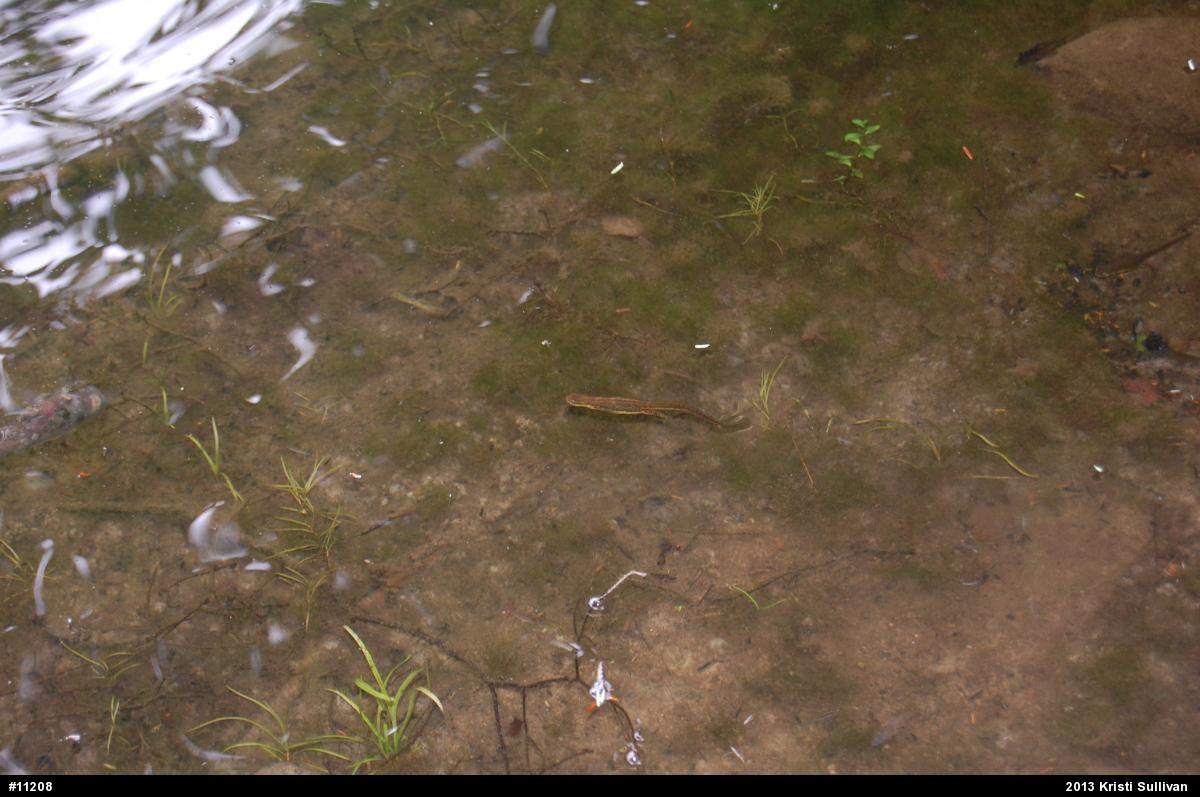 Red-spotted Newt
