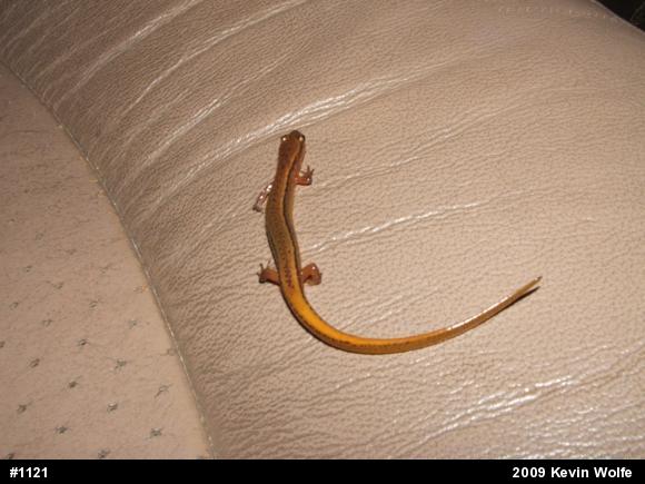 Northern Two-lined Salamander